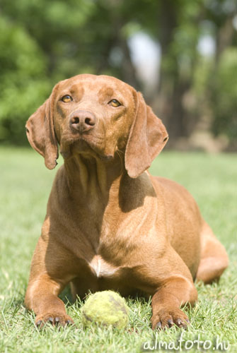 Magyar vizsla