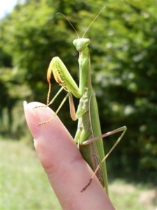 Zöldike (imádkozó sáska)