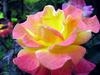 /gallery/community/pictures/thumbs/5662rozsa-026_w140_h105.jpg