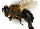 Gyilkos hártyásszárnyúak: darazsak, méhek