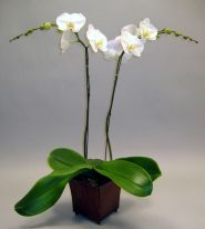 Sznes orchidek…