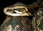 Kígyót talált egy budapesti férfi a kanapéja ágyneműtartójában - majdnem sokkot kapott