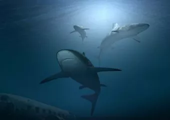 Videón, ahogy cápáktól hemzsegő vízbe ugrott egy kamasz - nem élte túl