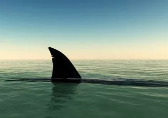 Ezt tedd, ha cápával találkozol - az életed múlhat rajta