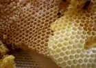 A természet ajándéka, a méz
