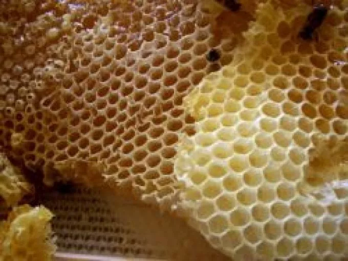 A természet ajándéka, a méz