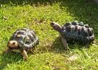 Szárazföldi teknősök