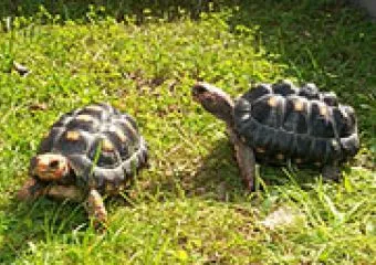Szárazföldi teknősök