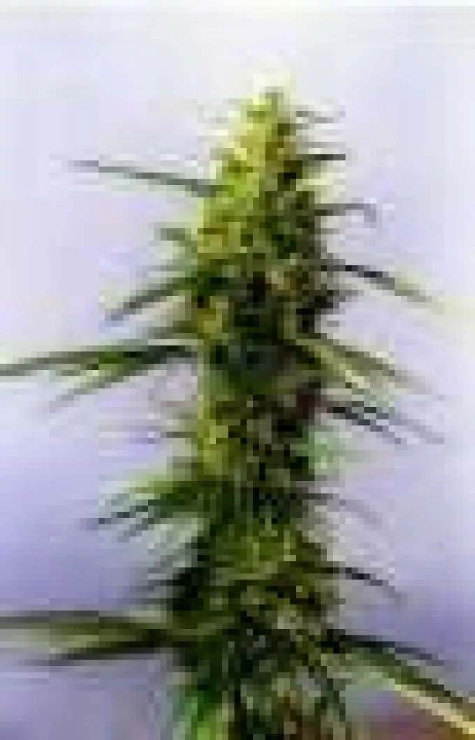 Cannabis - drog vagy gyógynövény?