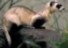 A vadászgörény
