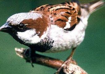 Tavasz