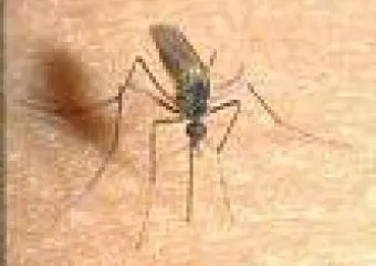 Szúrós (nem csípős!) szúnyogológia