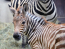 Zebracsikó született a Budapesti Állatkertben - Néhány órára már a kifutóra is kiengedik