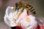 4 tipp a méhek védelméért - Ezekkel segítheted a beporzók munkáját