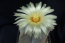 "Astrophytum nemzetség és hibridjei" az őszi Országos Kaktuszkiállításon és Vásáron az ELTE Füvészkertben szeptember 9-11-ig - Nyereményjáték!