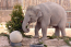 Ünnepi készülődés az Állatkertben - Karácsonykor és újévkor, valamint a két ünnep között is várják a látogatókat