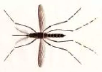 Kullancs és szúnyogveszély: vérre menő küzdelem