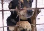 Országos kampány a gazdátlan kutyák megmentésére