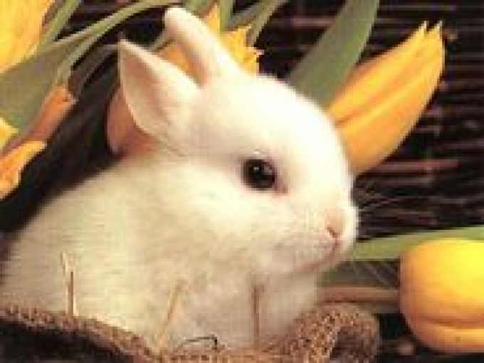 Ne vásárolj élő állatot húsvétra! Ne vásárolj élő állatot húsvétra!