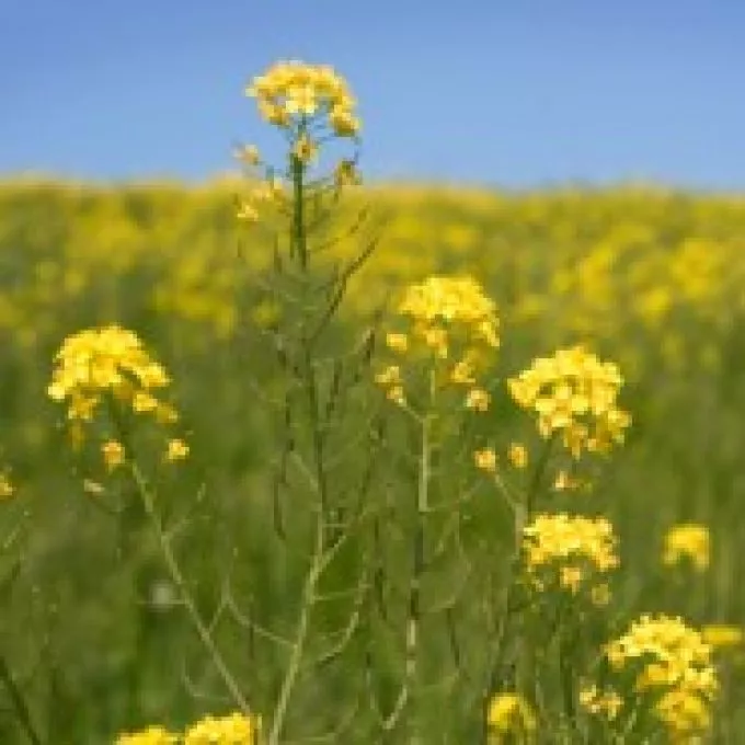 Nem mindegy, hogy megfázás vagy allergia - Hasznos információk allergiásoknak az orrspray-kről