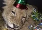 Síppal, szerpentinnel köszönti 2010-et a gyöngyösi oroszlán