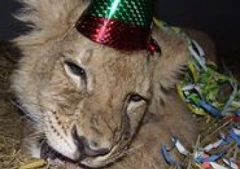 Síppal, szerpentinnel köszönti 2010-et a gyöngyösi oroszlán