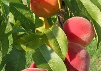 Gyógyító gyümölcsök a Napsugár Életház kertjéből: az őszibarack