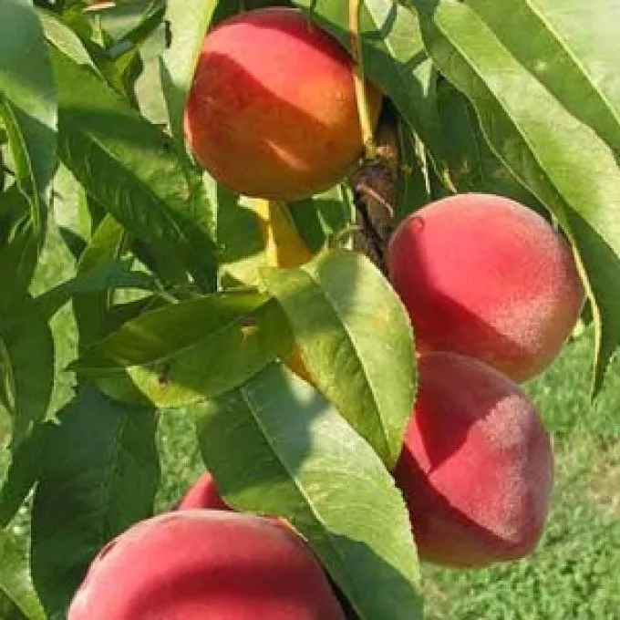 Gyógyító gyümölcsök a Napsugár Életház kertjéből: az őszibarack