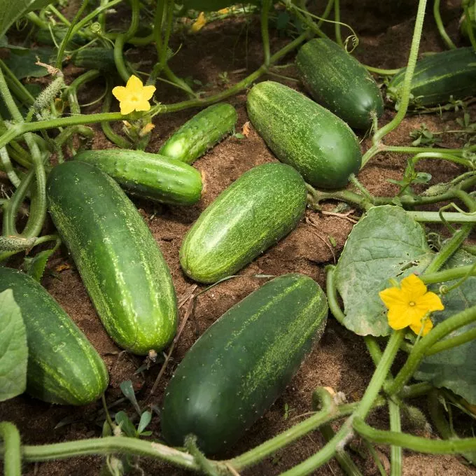 Gyógyító zöldségek a Napsugár Életház kertjéből: az uborka