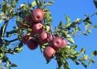 Gyógyító gyümölcsök a Napsugár Életház kertjéből: az alma