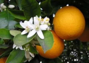 Gyógyító gyümölcsök a Napsugár életház kertjéből: a narancs
