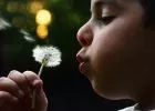A pollenek allergiás asztmát is okozhatnak