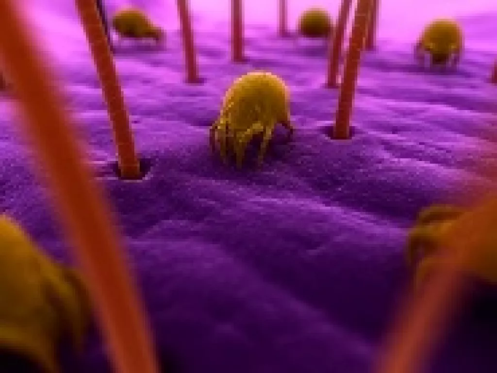 Immunterápia: poratka allergia kezelés 3 év alatt