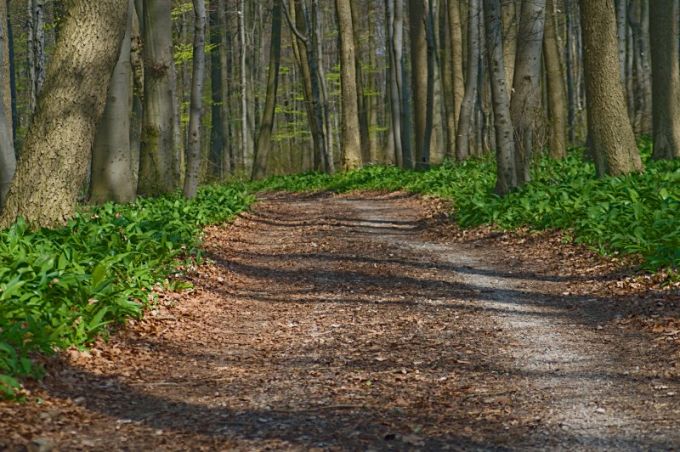 A tavasz hírnöke a csodás medvehagyma A tavasz hírnöke a csodás medvehagyma