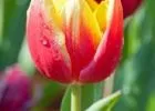 Egy tulipán életrajza