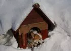 Kutyaház téliesítése - a kutyahidegre fel kell készülni
