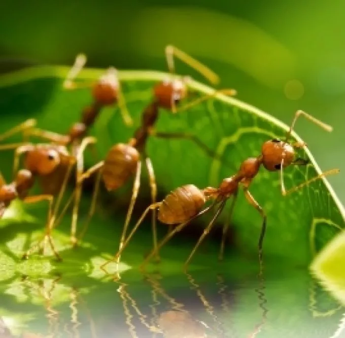 A rovarok jelenthetik a választ a jövő élelmiszerellátási problémáira