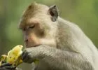 A kalóriamegvonásos étrend lassítja az öregedést a majmoknál