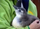 Bemutatkozott a huszonötödik budapesti kelésű pingvinfióka