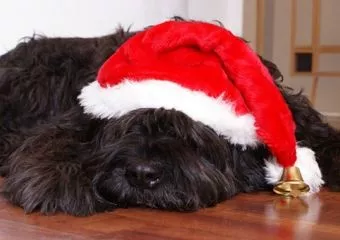 Nem való a kutya a karácsonyfa alá!