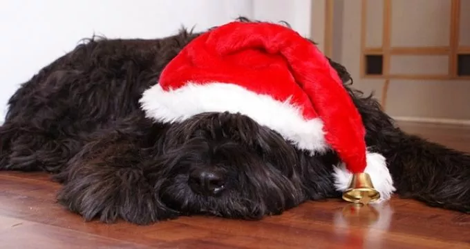 Nem való a kutya a karácsonyfa alá!