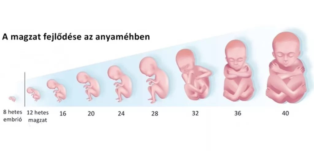 Terhesség hétről hétre - 1. hét