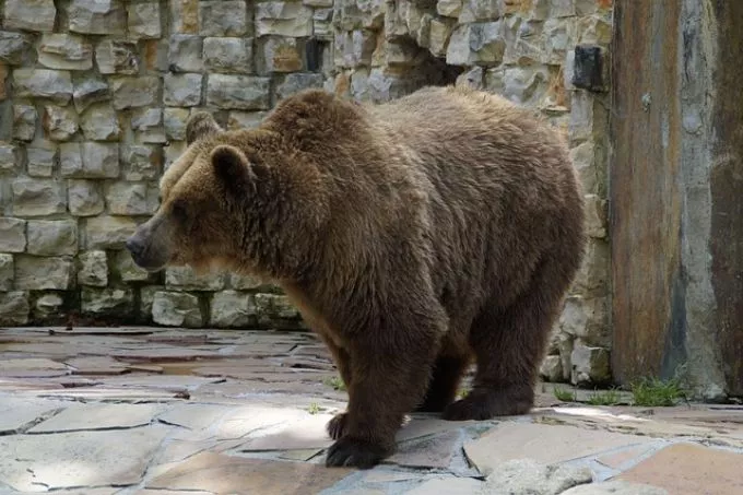 Meglátta a medve az árnyékát - A népi időjóslás szerint ez hosszúra nyúló telet jelent