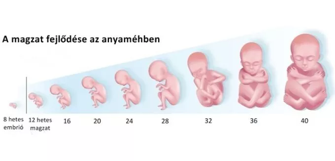 Terhesség hétről hétre - 40. hét Terhesség hétről hétre - 40. hét