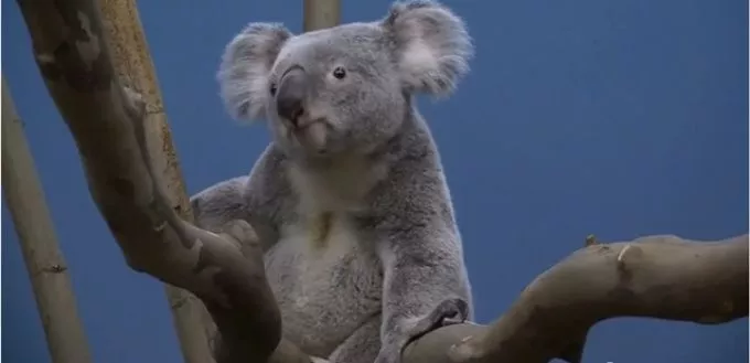 Koalák az Állatkertben - A ritka erszényesek először láthatók Magyarországon