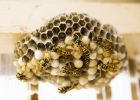 Méh és darázscsípés: veszélytelen vagy halálos