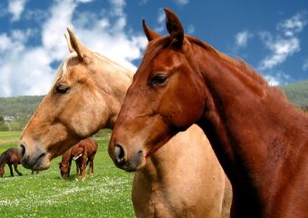 Felismerik a lovak az emberi érzelmeket