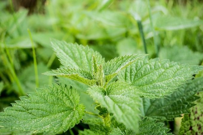 Természetes antihisztaminokkal az allergia ellen? Természetes antihisztaminokkal az allergia ellen?