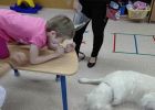 Kutyával asszisztált foglalkozások jótékony hatása az oktatás-nevelés folyamatában