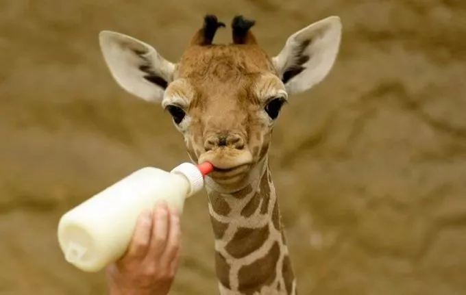Zsiráfborjú az év első újszülöttje a Fővárosi Állatkertben - VIDEÓ